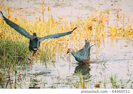 Goa, India. Grey-headed Swamphen Birds In Morning Looking For Food In Swamp. Porphyrio Poliocephalus Goa, India. Grey-headed Swamphen Birds In Morning Looking For Food In Swamp. Porphyrio Poliocephalus 64988552