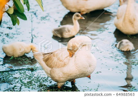Goa, India. White Domestic Geese Swimming In Pond In Warm Summer Weather 64988563