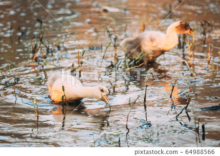 White Domestic Goslings Swimming In Pond In Warm Summer Weather 64988566
