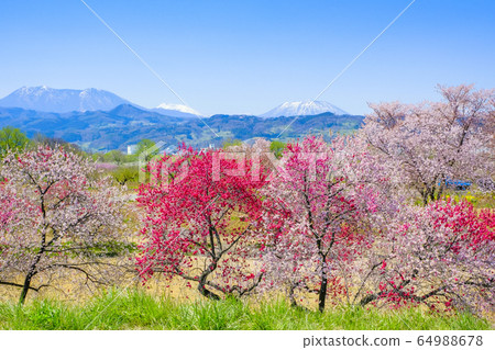 Hanapeach, cherry blossoms, and Hokushin mountain 1 64988678