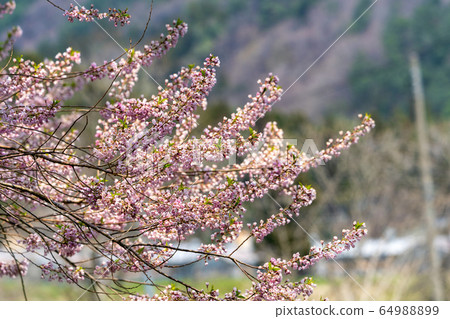 宮城縣七ga宿町Ed Higan櫻花和藍天 宮城縣七ga宿町Ed Higan櫻花和藍天 64988899