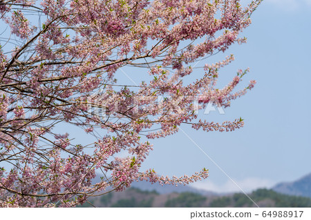 宮城縣七ga宿町Ed Higan櫻花和藍天 64988917