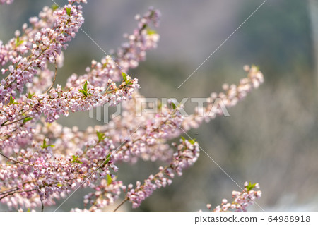 宮城縣七ga宿町Ed Higan櫻花和藍天 64988918