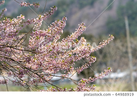 宮城縣七ga宿町Ed Higan櫻花和藍天 64988919
