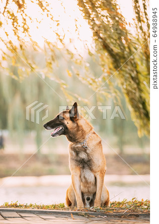 Malinois Dog Sitting Near Lake Under Tree Branches. Belgian Sheepdog Are Active, Intelligent, Friendly, Protective, Alert And Hard-working. Shepherd, Belgium, Chien De Berger Belge Dog Malinois Dog Sitting Near Lake Under Tree Branches. Belgian Sheepdog Are Active, Intelligent, Friendly, Protective, Alert And Hard-working. Shepherd, Belgium, Chien De Berger Belge Dog 64988945