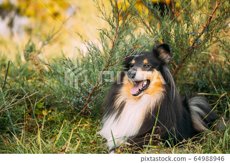 Tricolor Rough Collie, Funny Scottish Collie, Long-haired Collie, English Collie, Lassie Dog Sitting In Green Grass. 64988946