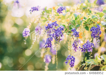 Kusadas , Turkey. Purple Flowers Of Duranta Erect. Branches Of Bush On Green Blurred Background 64988952
