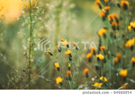 Close Up Grass And Yellow Flowers At Late Summer Close Up Grass And Yellow Flowers At Late Summer 64988954