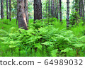 trees and plants in the summer forest 64989032