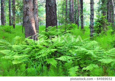 trees and plants in the summer forest 64989032