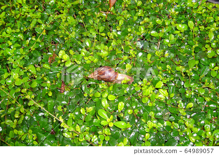 Beautiful abstract pattern with snail creeping green foliage for decorative design. Beautiful background. Spring foliage. Nature Green Spring season. 64989057