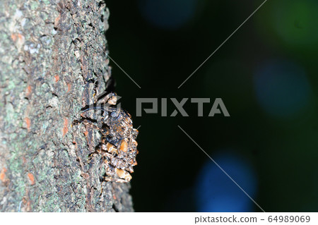 Madara beard weevil Madara beard weevil 64989069