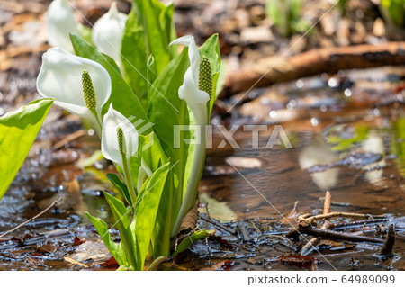 宮城縣七ga町的玉置原水瑞穗水產 宮城縣七ga町的玉置原水瑞穗水產 64989099