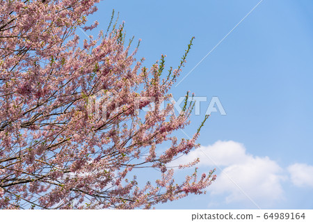 Ed Higan cherry tree and blue sky, Shichigajuku Town, Miyagi Prefecture Ed Higan cherry tree and blue sky, Shichigajuku Town, Miyagi Prefecture 64989164