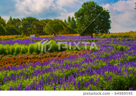 Blue salvia sunflower summer flowers Blue salvia sunflower summer flowers 64989595