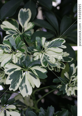 Chef Rera Janey Houseplant Chef Rera Janey Houseplant 64989995