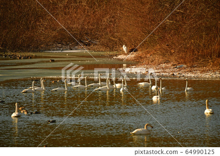 Oike Swan Oike Swan 64990125