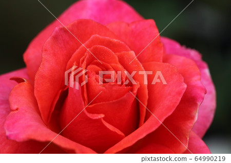 Rose brilliant pink 64990219