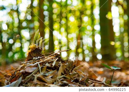 bambooshoot  64990225