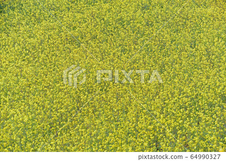 盛開的油菜花〉 64990327