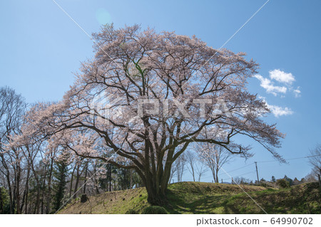 Ed Higanzakura Hachigata Castle Park Yoriicho 64990702