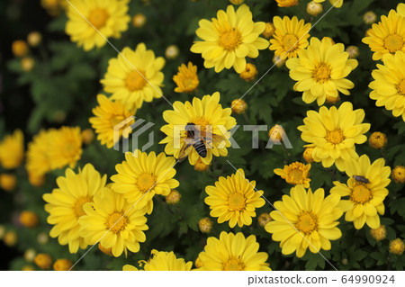 蜜蜂和黃色的花蜜蜂雛菊 蜜蜂和黃色的花蜜蜂雛菊 64990924