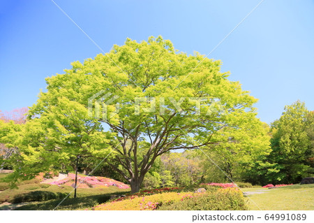 Fresh green park zelkova tree 64991089