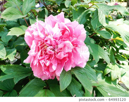 牡丹花“極光”了 牡丹花“極光”了 64993120