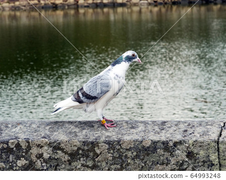 Pigeon albino white dove 64993248
