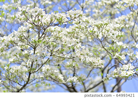 Dogwood Dogwood 64993421