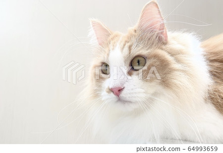 Cat  64993659