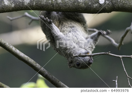 築巢泰國松鼠舞岡公園 築巢泰國松鼠舞岡公園 64993976