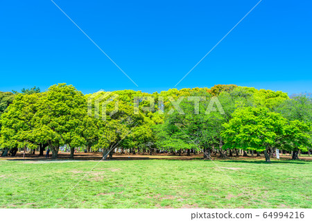 Yoyogi Park in Tokyo Spring 64994216