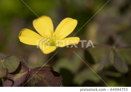 Red clover Red clover 64994755