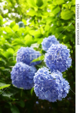 Hydrangea blue 1 64994825