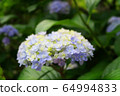 Hydrangea blue 6 64994833