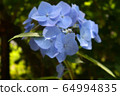 Hydrangea Blue 7 64994835