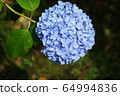 Hydrangea blue 8 64994836