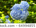 Hydrangea blue 8 64994855