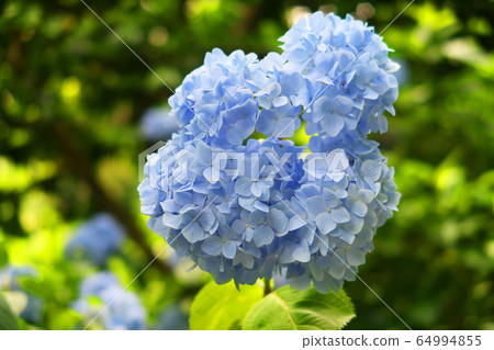Hydrangea blue 8 Hydrangea blue 8 64994855