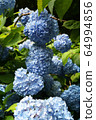 Hydrangea Blue 9 64994856