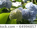 Hydrangea Blue 10 64994857