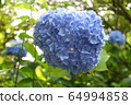 Hydrangea Blue 11 64994858