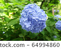 Hydrangea blue 12 64994860