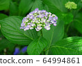 Hydrangea purple 64994861