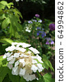 Kasiwaba hydrangea 64994862