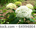 Annabel 64994864