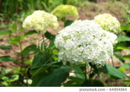 Annabel Annabel 64994864