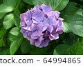 Hydrangea purple 2 64994865