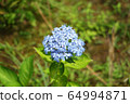 Hydrangea Blue 13 64994871